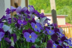 f601794f-74e9-4b96-bb08-bfe20650fd26