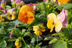IMG_20211007_114631