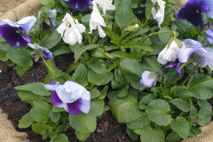 IMG_20220411_115827