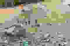kektura-26
