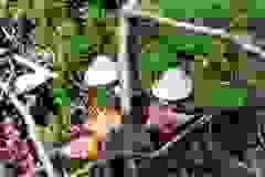 kektura-29