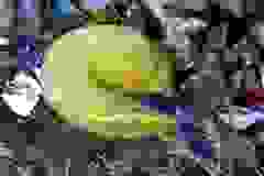 kektura-30