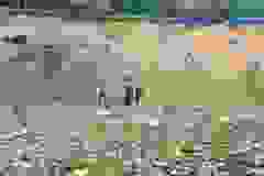 kektura-39