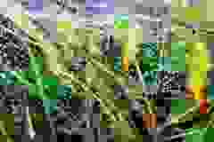 kektura-48