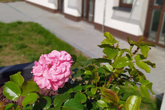 IMG_20230615_094203