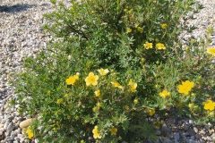 hhnyar-31