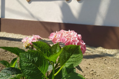 hhnyar-63